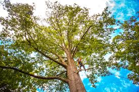 Best Tree Removal Service  in Ferndale, CA