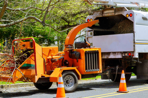 Professional  Tree Services in Ferndale, CA