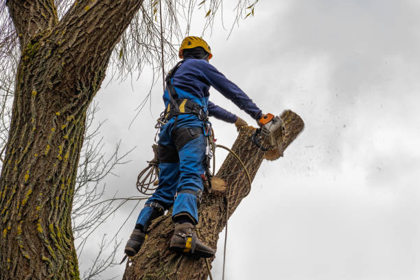 Best Tree Removal Service  in Ferndale, CA